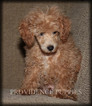 Small Photo #34 Poodle (Miniature) Puppy For Sale in COPPOCK, IA, USA