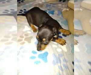 Dachshund Puppy for sale in GORDONVILLE, TX, USA