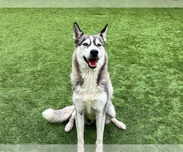 Medium Photo #2 Siberian Husky Puppy For Sale in Orange, CA, USA
