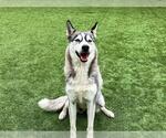 Small #1 Siberian Husky
