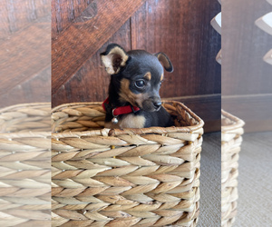 Chipin Puppy for sale in HOYLETON, IL, USA