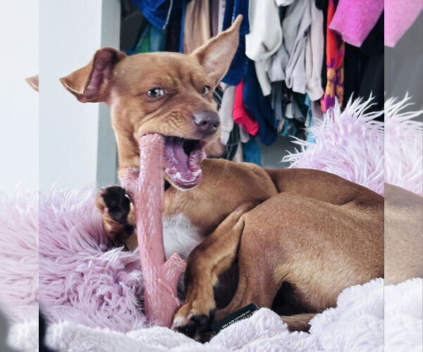 Medium Photo #7 Chihuahua-Unknown Mix Puppy For Sale in Tampa, FL, USA