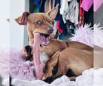 Small #6 Chihuahua Mix