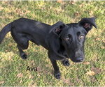 Ava 9 months old Available 9/30 - Female Labrador Retriever-Unknown Mix Dog for Adoption - Small photo