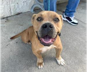 American Staffordshire Terrier-Unknown Mix Dogs for adoption in Waco, TX, USA