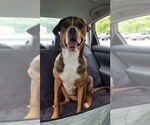 Small American Staffordshire Terrier-Rottweiler Mix