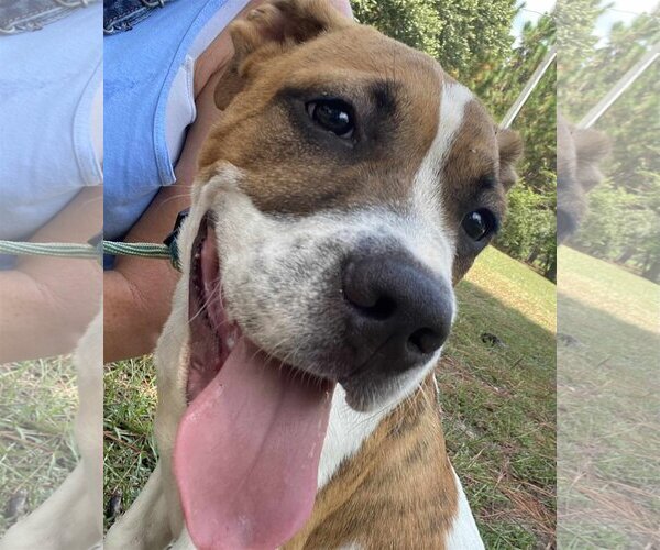 Medium Photo #3 Bullypit Puppy For Sale in Binghamton, NY, USA