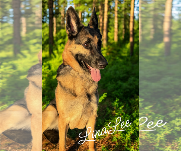Medium Photo #2 German Shepherd Dog Puppy For Sale in LOGANVILLE, GA, USA