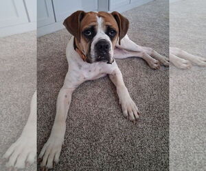 Boxer Dogs for adoption in Burnsville, MN, USA