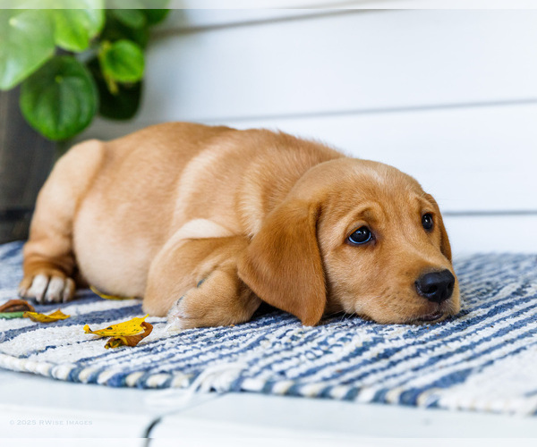 Medium Photo #28 Golden Retriever-Jack Russell Terrier Mix Puppy For Sale in WAKARUSA, IN, USA