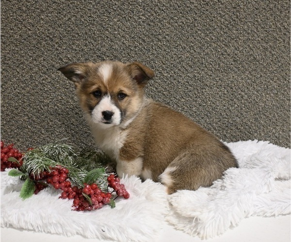 Medium Photo #1 Pembroke Welsh Corgi Puppy For Sale in APPLE CREEK, OH, USA
