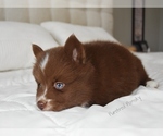 Small #1 Pomsky