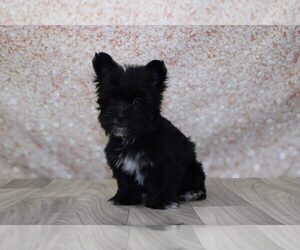 Morkie Puppy for sale in MARIETTA, GA, USA