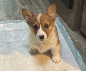 Pembroke Welsh Corgi Puppy for sale in QUINTON, VA, USA