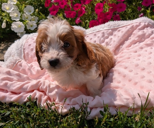 Medium Photo #25 Cavapoo Puppy For Sale in GOSHEN, IN, USA