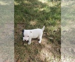 Small Photo #3 Jack Russell Terrier Puppy For Sale in AMMON, ID, USA