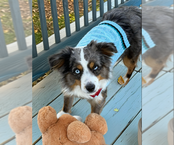 Medium Photo #2 Australian Shepherd-Unknown Mix Puppy For Sale in Cranston, RI, USA