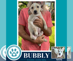 Small #2 Labrador Retriever Mix