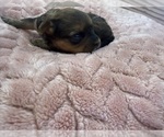 Small Photo #47 Yorkipoo Puppy For Sale in ARLINGTON, TX, USA
