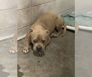 Mutt Dogs for adoption in Stockton, CA, USA