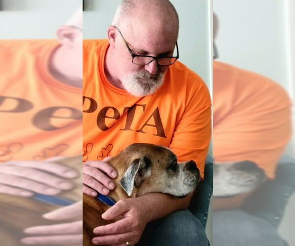 Medium Photo #6 Boxer Puppy For Sale in Burnsville, MN, USA