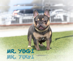 Father of the French Bulldog puppies born on 02/07/2026