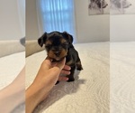 Small #7 Yorkshire Terrier