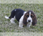 Small Photo #64 Basset Hound Puppy For Sale in MEMPHIS, MO, USA