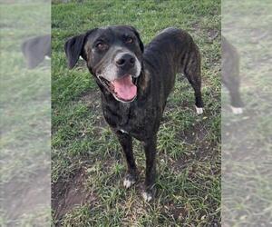 Labrador Retriever-Unknown Mix Dogs for adoption in Conroe, TX, USA