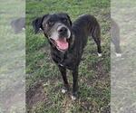 Small Labrador Retriever Mix