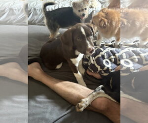 Bodie - Male Lab-Pointer Dog for Adoption - Photo #2