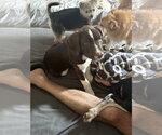 Small Photo #2 Lab-Pointer Puppy For Sale in Parker Ford, PA, USA