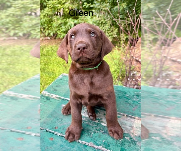 Medium Photo #1 Labrador Retriever Puppy For Sale in STANLEY, WI, USA