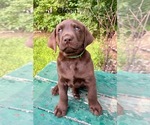 Puppy Green Labrador Retriever