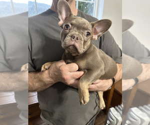 French Bulldog Puppy for sale in JUNCTION CITY, OR, USA