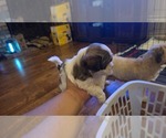 Small #6 Shih Apso