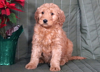 Goldendoodle Puppy for sale in MOUNT JOY, PA, USA