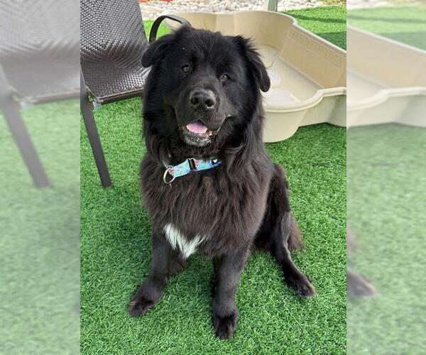 Medium Photo #2 Chow Chow-Unknown Mix Puppy For Sale in Naples, FL, USA