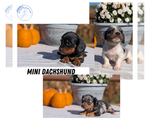 Small Dachshund