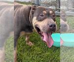 Small American Pit Bull Terrier