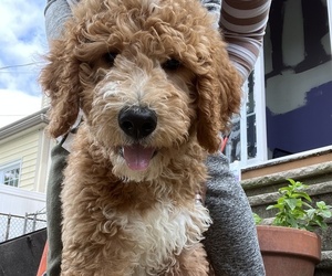 Goldendoodle Puppy for Sale in SOUTH ORANGE, New Jersey USA