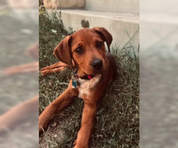 Medium Photo #2 Mutt Puppy For Sale in Plainfield, IL, USA