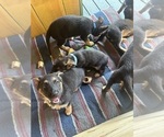 Small Photo #4 German Shepherd Dog Puppy For Sale in GREENWICH, NY, USA