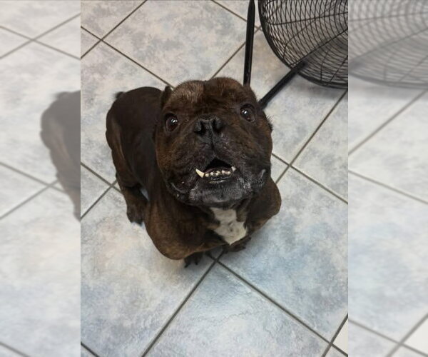 Medium Photo #3  Puppy For Sale in , 