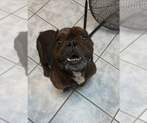 Bulldog-Unknown Mix Dogs for adoption in Las Vegas, NV, USA