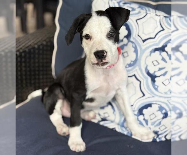 Medium Photo #11 Colonial Cocker Spaniel-Unknown Mix Puppy For Sale in San Diego, CA, USA