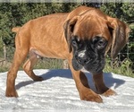 AKC Art - Male Boxer Puppy for Sale - Photo #16