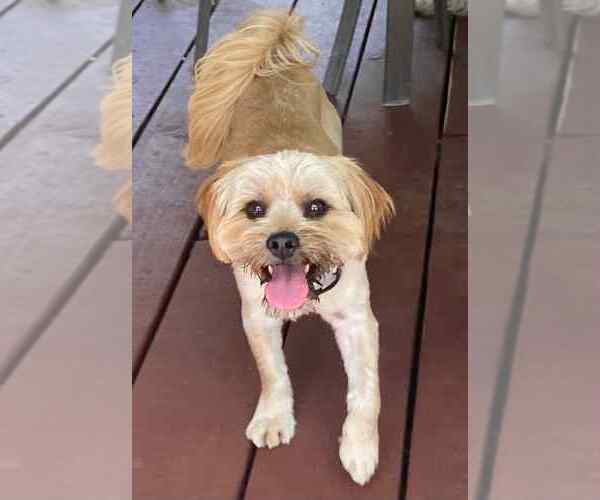 Medium Photo #2 Mutt Puppy For Sale in La Verne, CA, USA