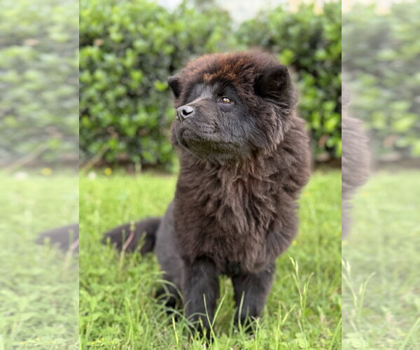 Medium Photo #3 Chow Chow Puppy For Sale in PIPE CREEK, TX, USA