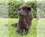Small #2 Chow Chow